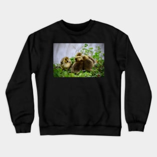 Chick Siblings / Swiss Artwork Photography Crewneck Sweatshirt